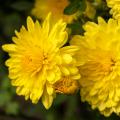 Krysanteemit