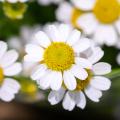 Valkoiset krysanteemit