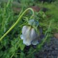 Codonopsis - Campanules grimpantes