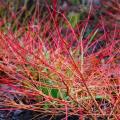 Cornus sanguinea - Cornouillers sanguins