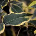 Elaeagnus ebbingei - hopeapensas