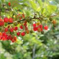 Elaeagnus umbellata - sarjahopeapensas
