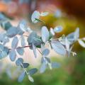  Eucalyptus gunnii - Eucalyptus à feuilles rondes