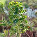 Euphorbia - Euphorbes