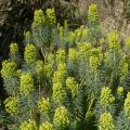 Vahatyräkit - Euphorbia characias