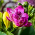 freesia