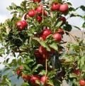 Fruitiers nains