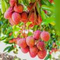 Fruitiers tropicaux
