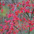 Fusains d'Europe - Euonymus europaeus