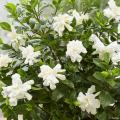 gardenia