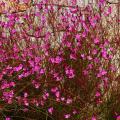Purppuralehtiset kesäkynttilät
