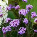 Graines de Verveines - Verbena