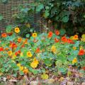 Graines de fleurs pour la mi-ombre