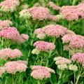 Graines d'orpins - Sedum