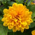 Helianthus - Soleils vivaces
