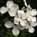 Hesperis - Julienne des dames
