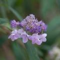 Kehtohortensia - Hydrangea involucrata