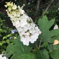 Kuivuutta kestävät hortensia