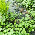 Hydrocotyles