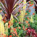 Inspiration Orange et Pourpre