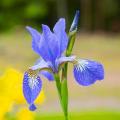 Iris de Sibérie - Iris sibirica