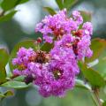 Violetit ja malvanväriset kutriot