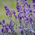Tähkälaventelit - Lavandula angustifolia