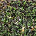 Leptinella - Cotules