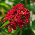 Lagerstroemia - Lilas des Indes, Lilas d'été