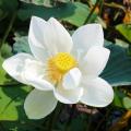 Lotus à fleurs blanches