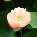 Lotus nains