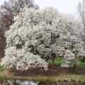 Suurikokoiset magnoliat