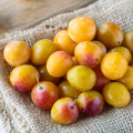 Mirabelliers