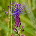Muscaris - Muscari