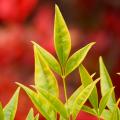 Nandina dorés