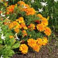 Graines d'Œillets d'Inde - Tagetes