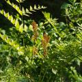 Osmonde - Osmunda