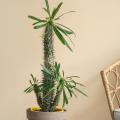 Pachypodium - Palmier de Madagascar