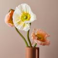 Pavot d'Islande - Papaver nudicaule
