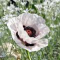 Pavots d'Orient