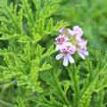 Laji- ja keräilypelargonit