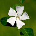 Pervenches blanches