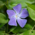 Pervenches bleues