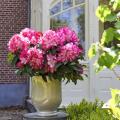 Rhododendrons nains