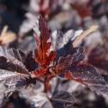 Physocarpus pourpres
