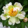 Pioni - Paeonia