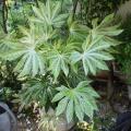 Plantes d’intérieur cultivables au jardin