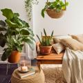 Plantes d'intérieur par pièce