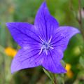 Platycodon - Fleur-ballon