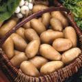 Pommes de terre demi tardives
